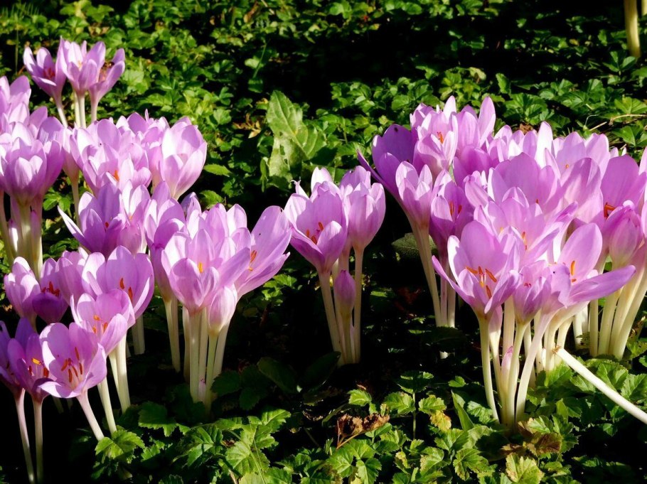 Безвременник осенний Colchicum autumnale