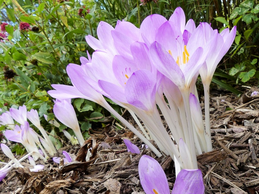 Шафран прекрасный Crocus speciosus