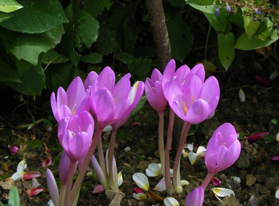 Безвременник Борнмюллера