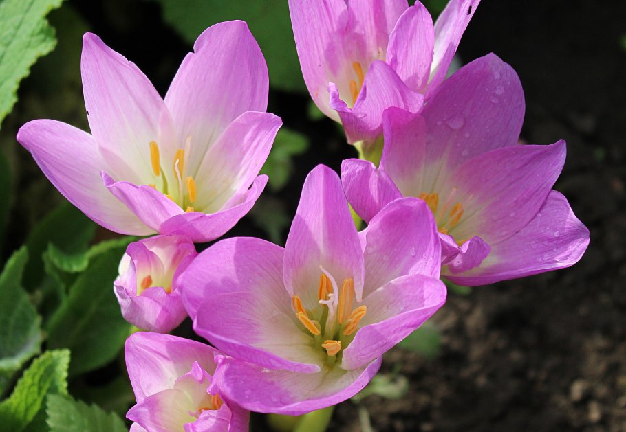 Колхикум марка