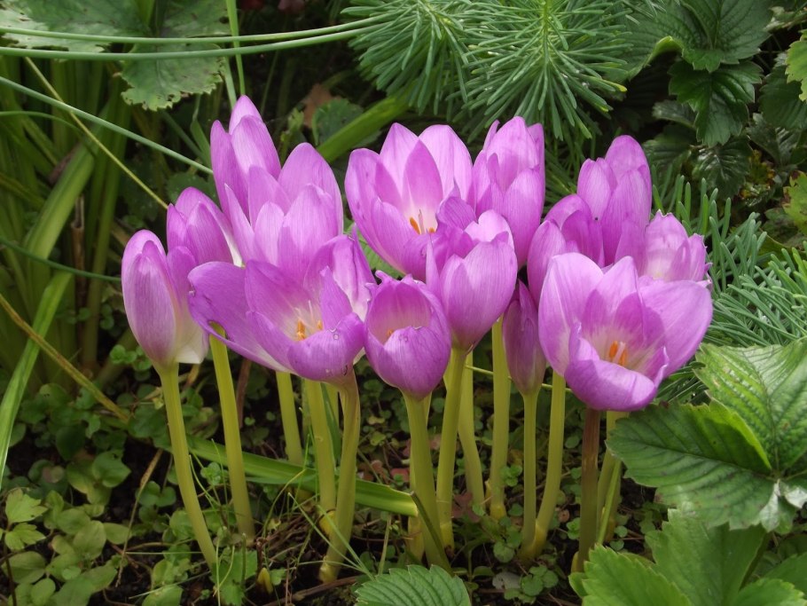 Безвременник и Крокус