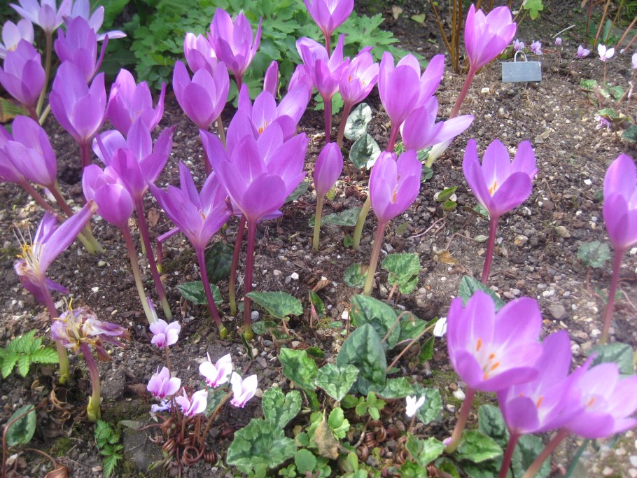 Колхикум безвременник осенний