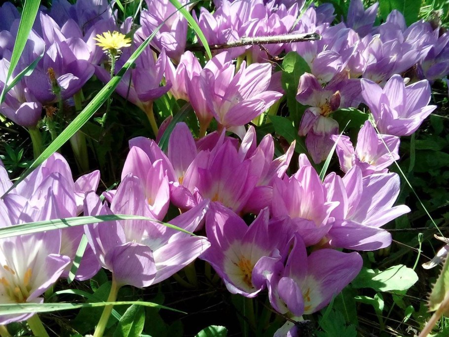 Безвременник весёлый