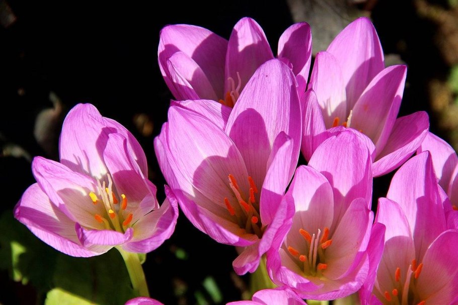 Безвременник клубнелуковицы