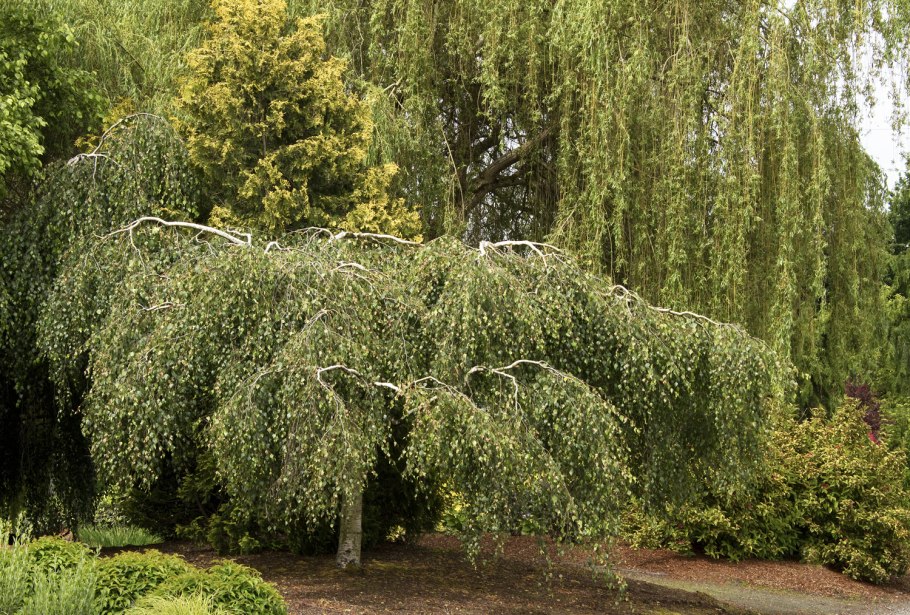 Betula pendula бонсай
