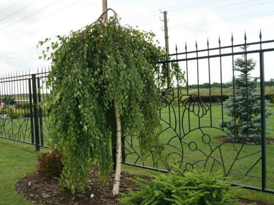 Береза повислая Юнги Betula pendula Youngii