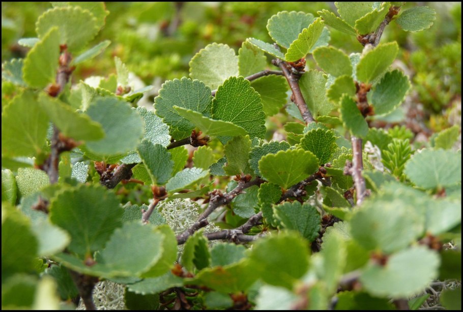 Береза Betula Nana Golden Treasure