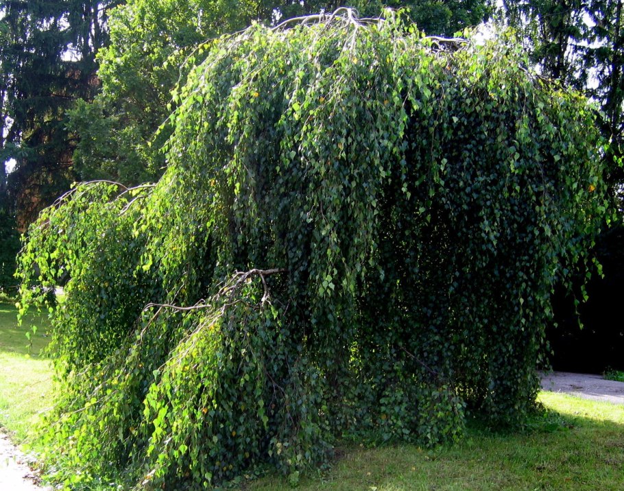 Береза повислая Юнги Betula pendula Youngii