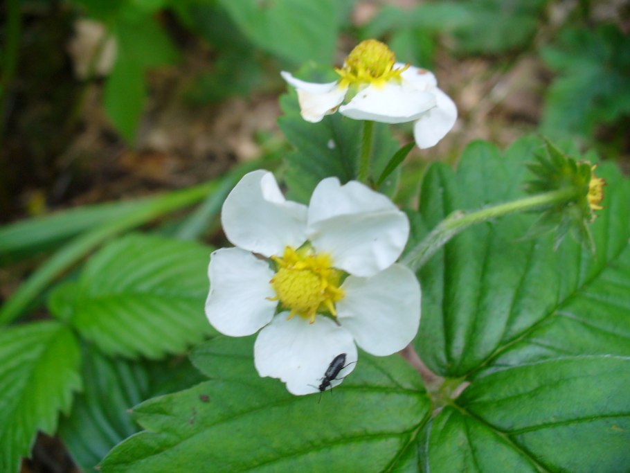 Гравилат городской (Geum urbanum)
