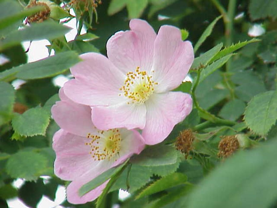 Rosa woodsii