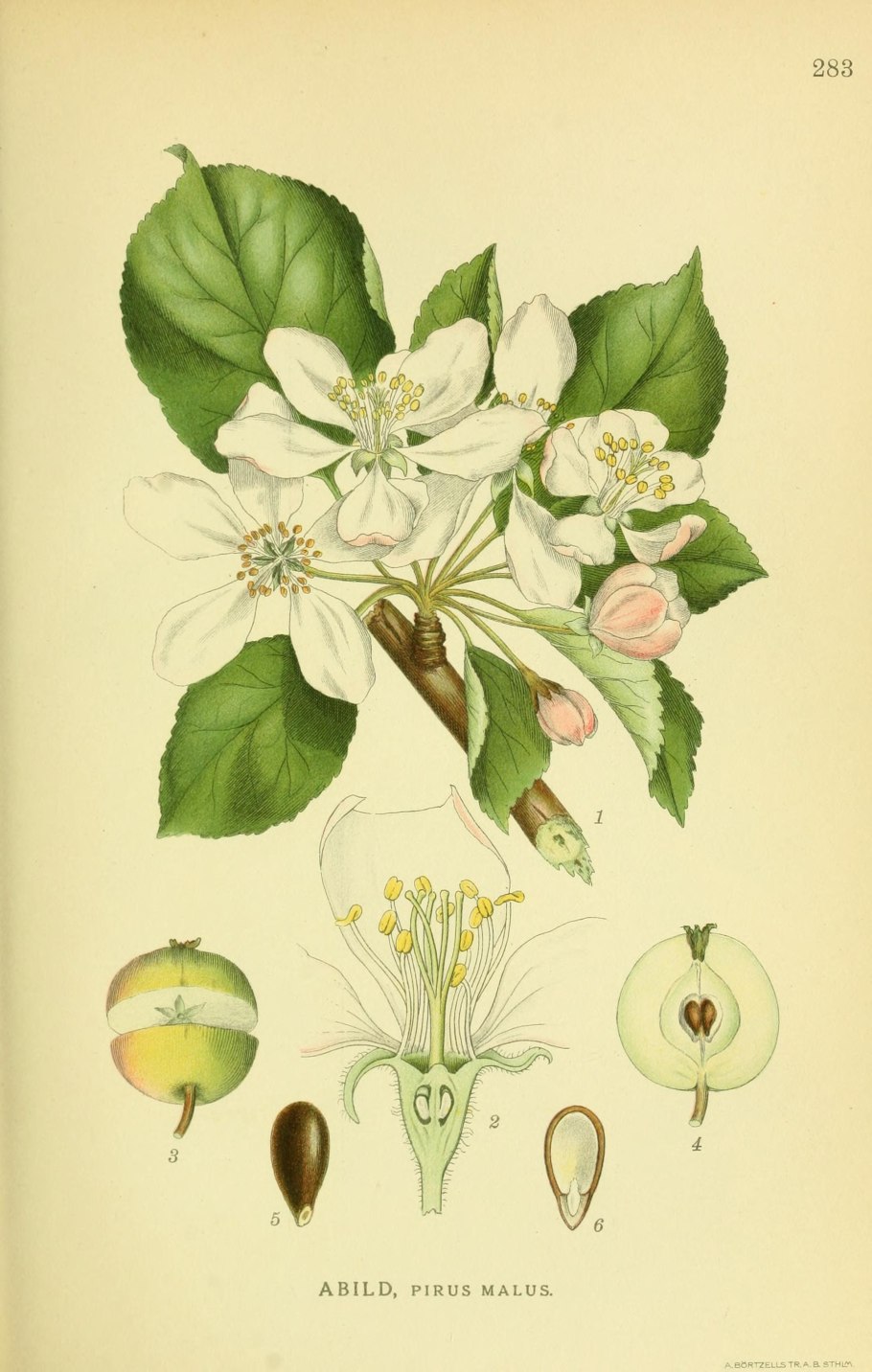 Розоцветные растения шиповник