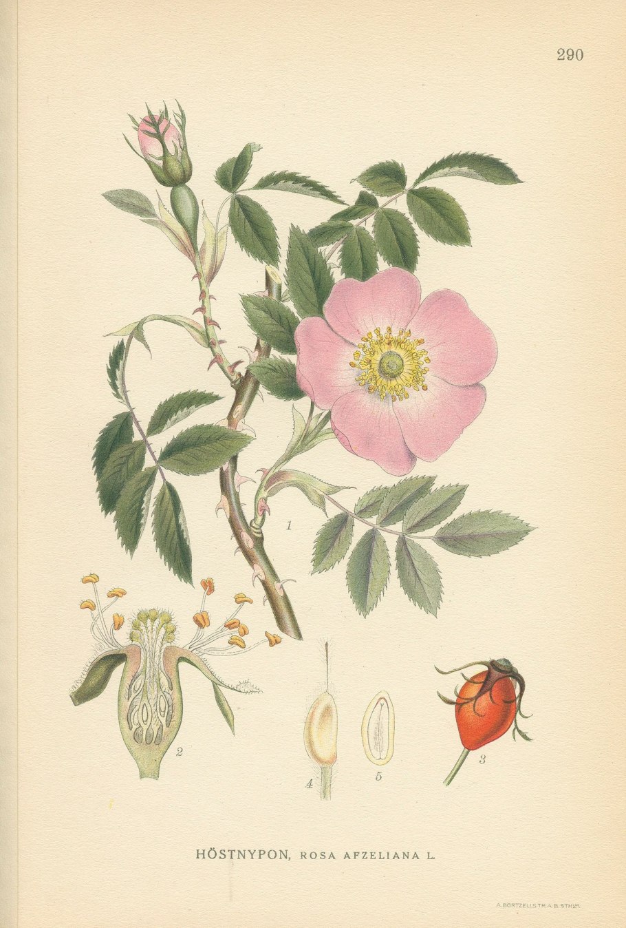 Роза иглистая – Rosa acicularis