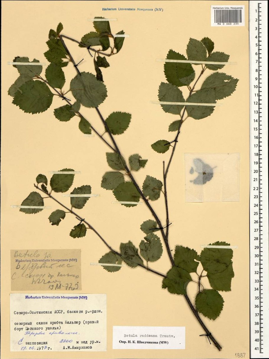 Betula raddeana trautv.