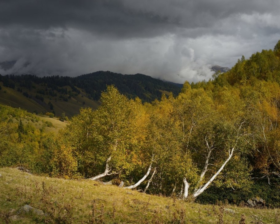 Береза Даурская черная