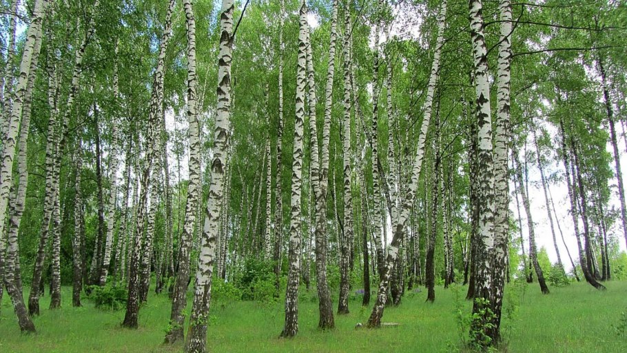 Беседка Шамиля в Гунибе