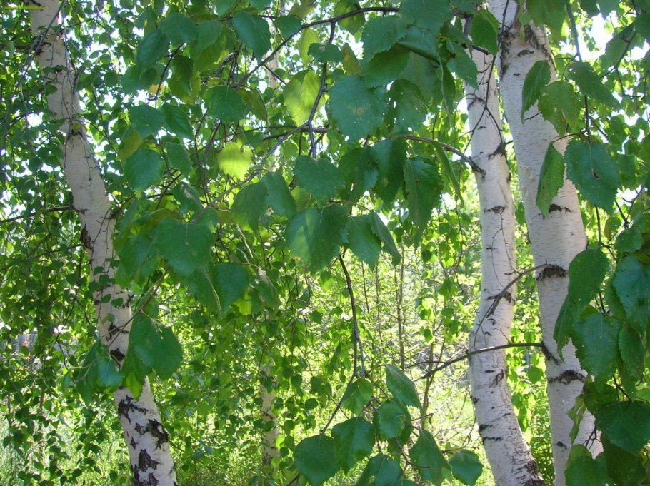 Betula raddeana