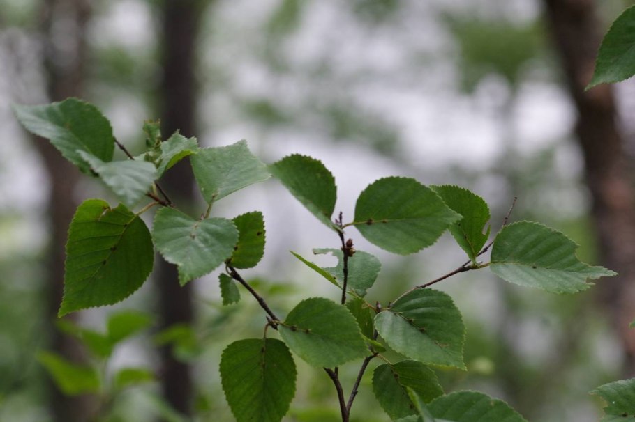 Гуниб Дагестан березы