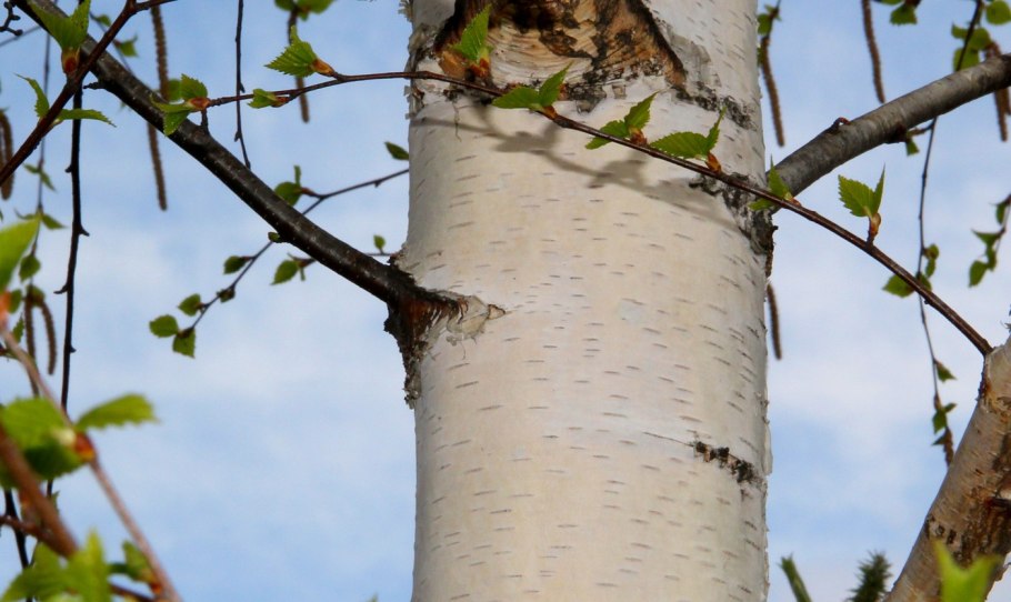 Берёза Радде