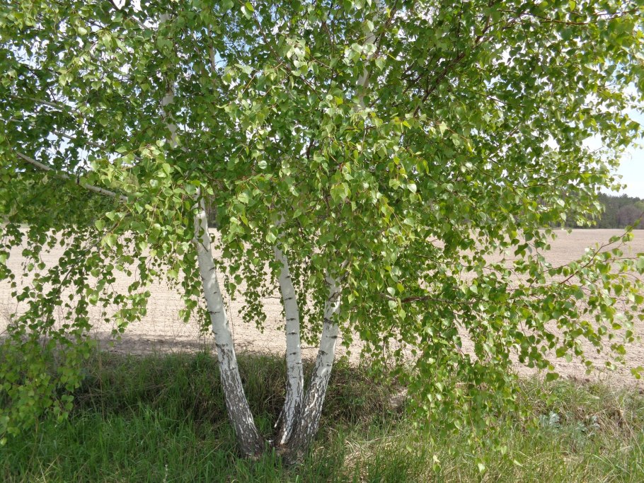 Береза радде