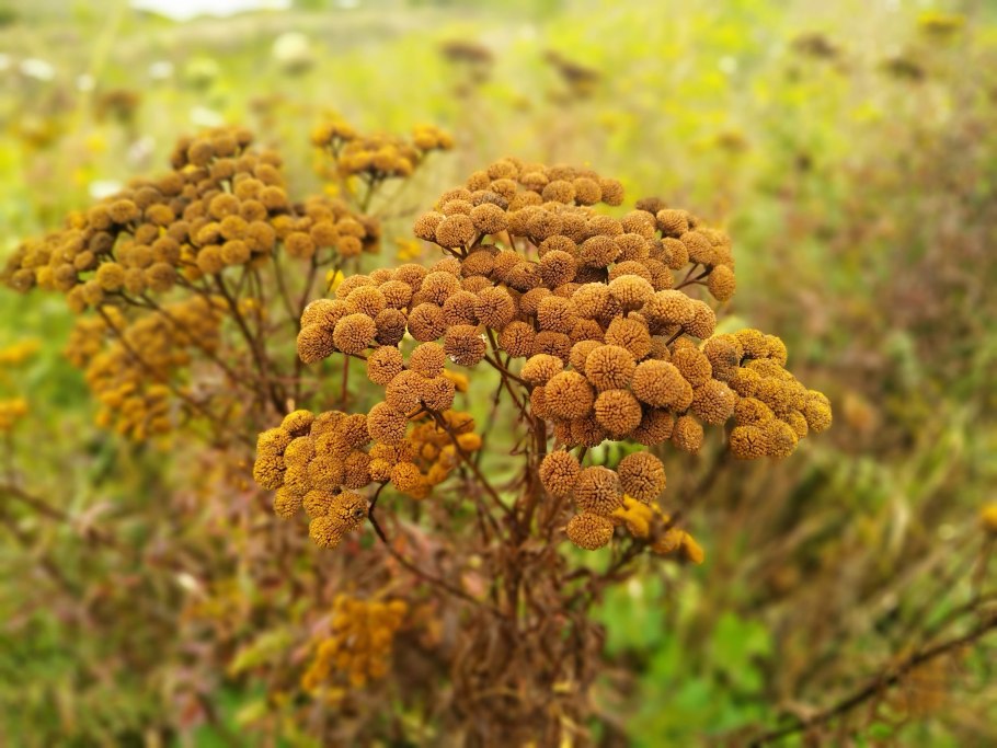 Пижма обыкновенная, Дикая Рябинка