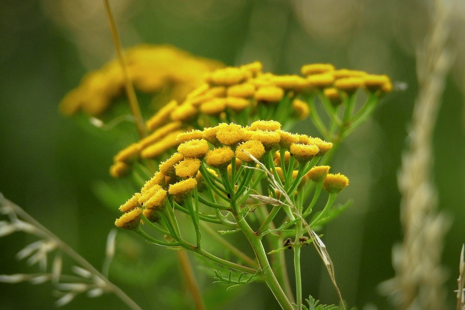 Пижма обыкновенная (Tanacetum vulgare)