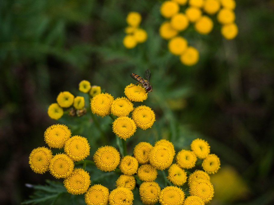 Пижма обыкновенная (Tanacetum vulgare l.)