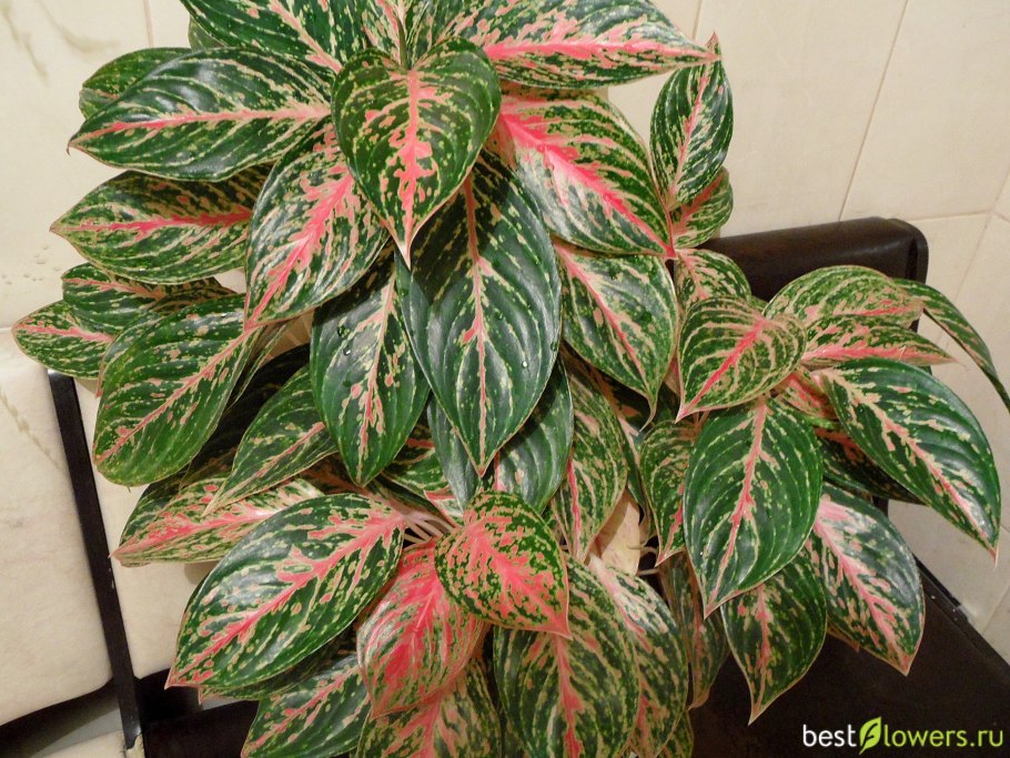 Аглаонема маранта