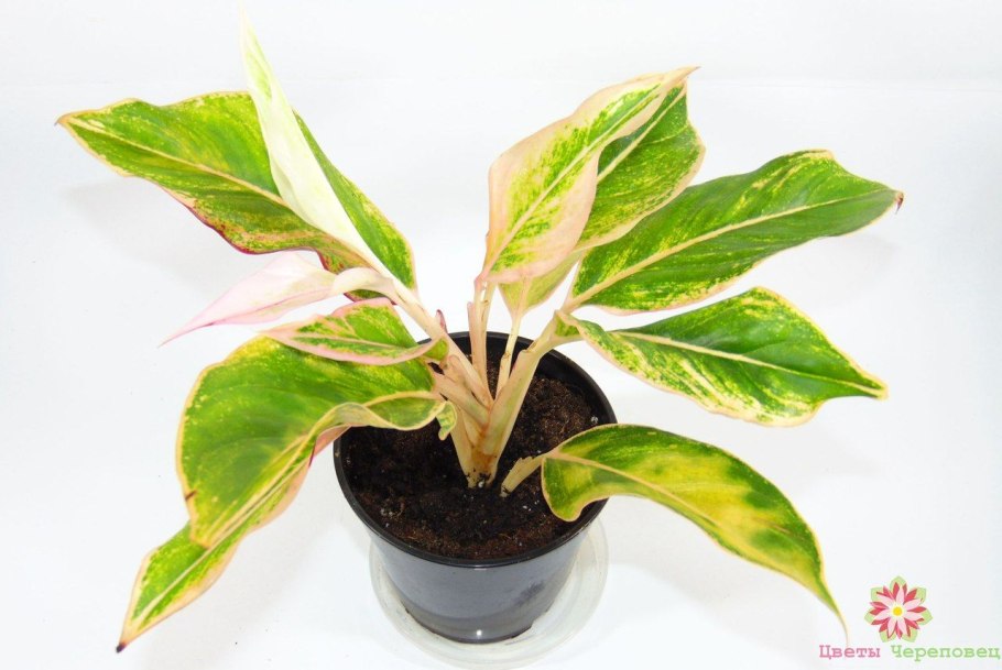 Аглаонема Робелена