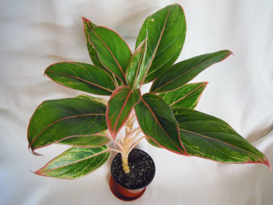 Аглаонема лист