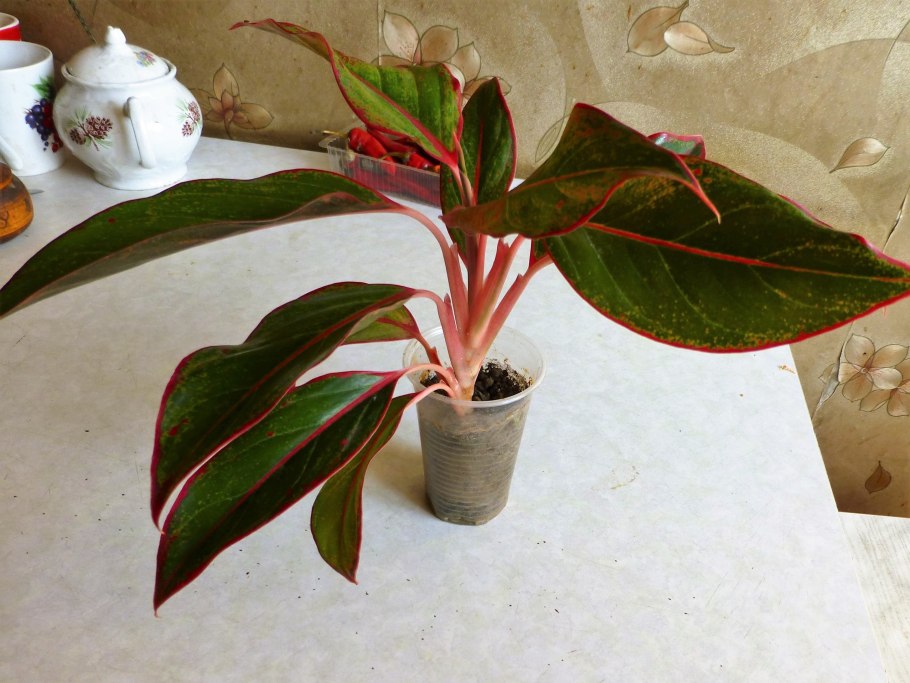 Аглаонема Крит цветок