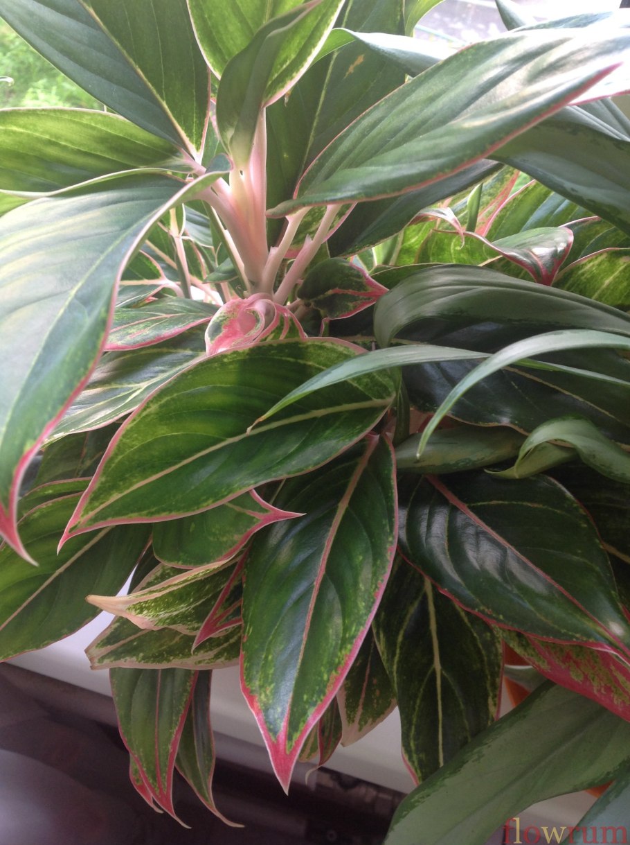 Аглаонема Кокомелон