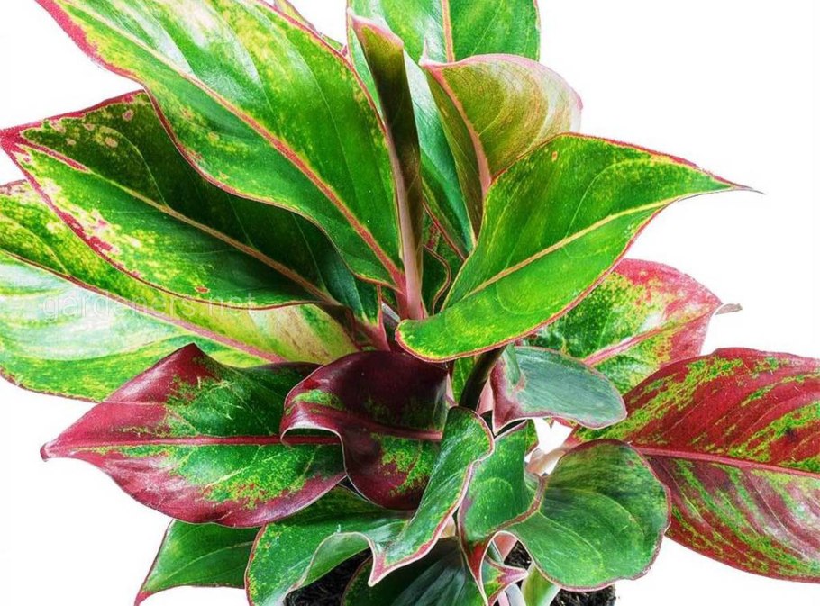 Аглаонема спринг Сноу