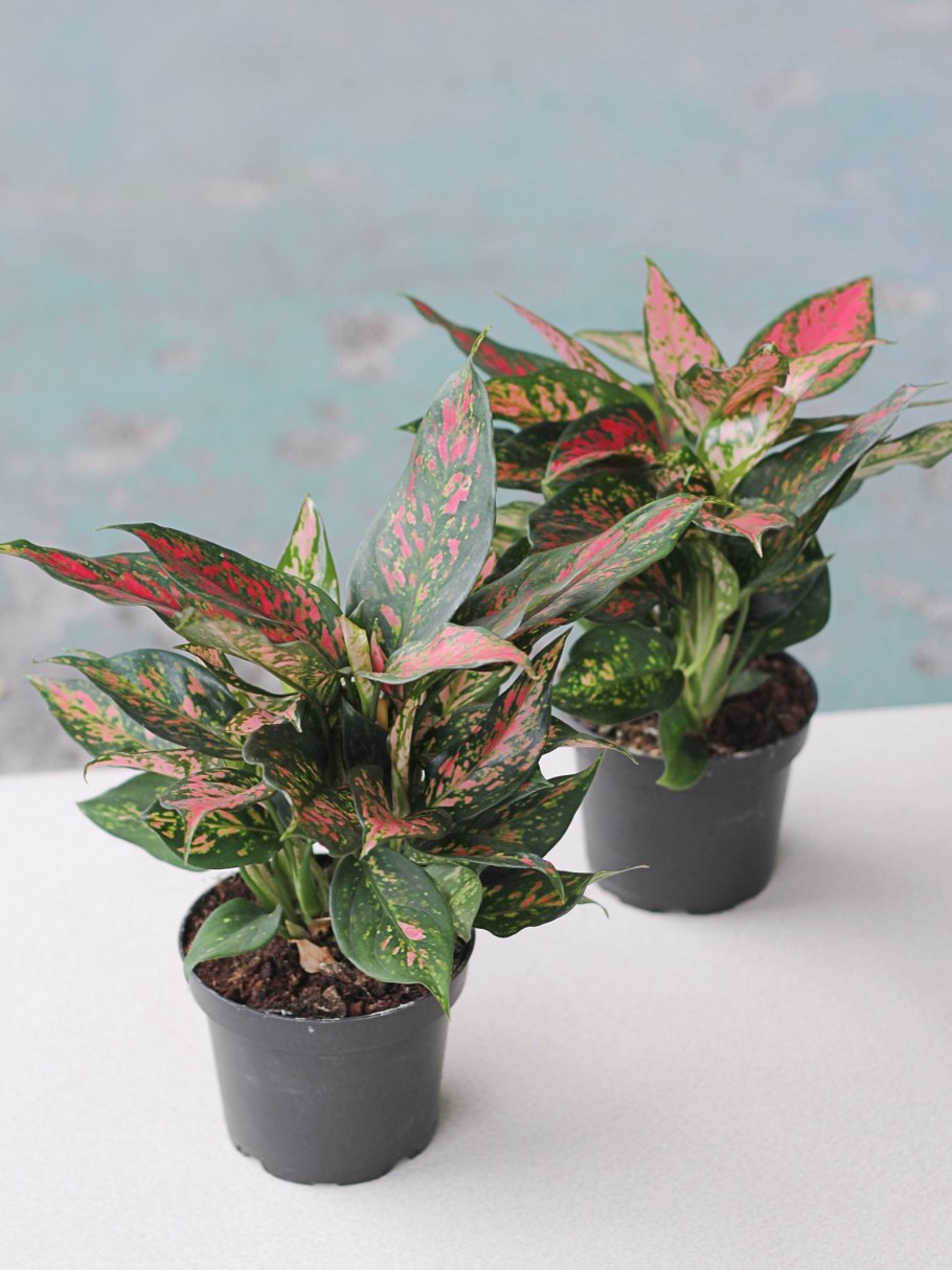 Аглаонема Крит Aglaonema Crete