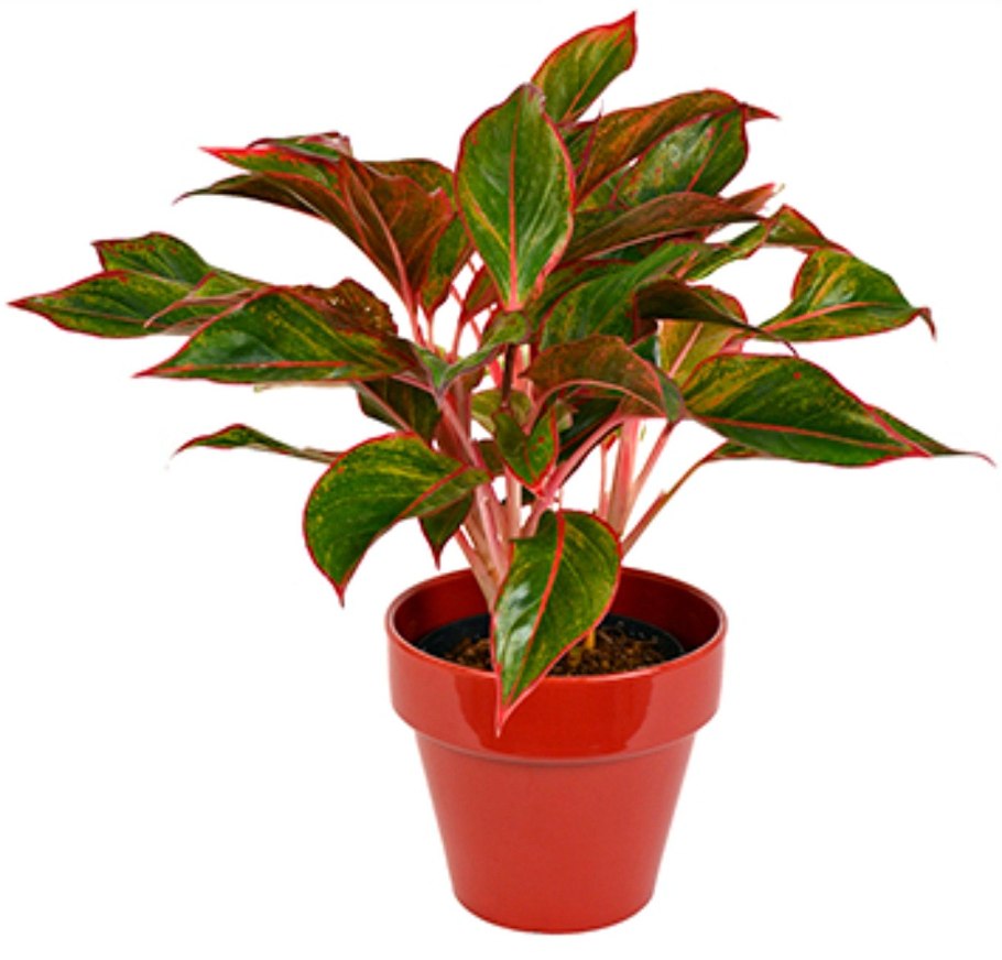 Aglaonema modestum растение