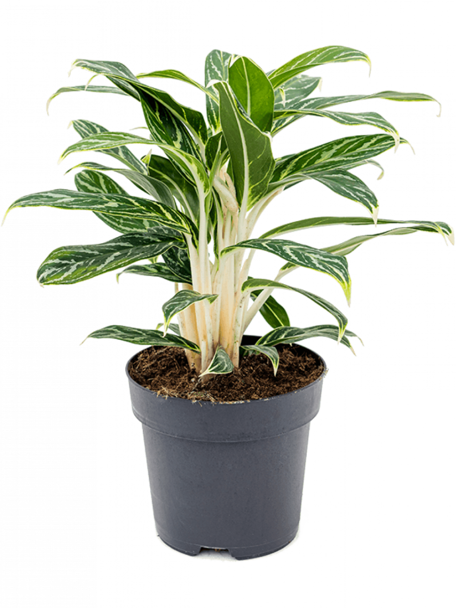 Аглаонема Амнат Чароен