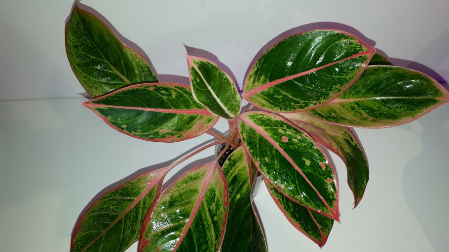 Китайская вечнозеленая аглаонема