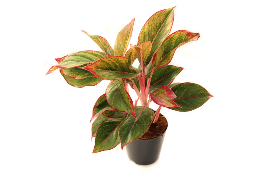 Аглаонема Крит фрейм