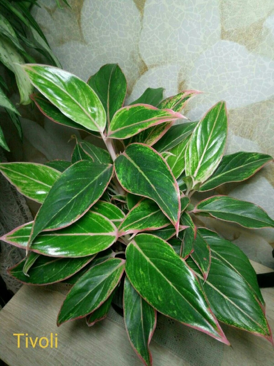 Аглаонема Тиволи цветет