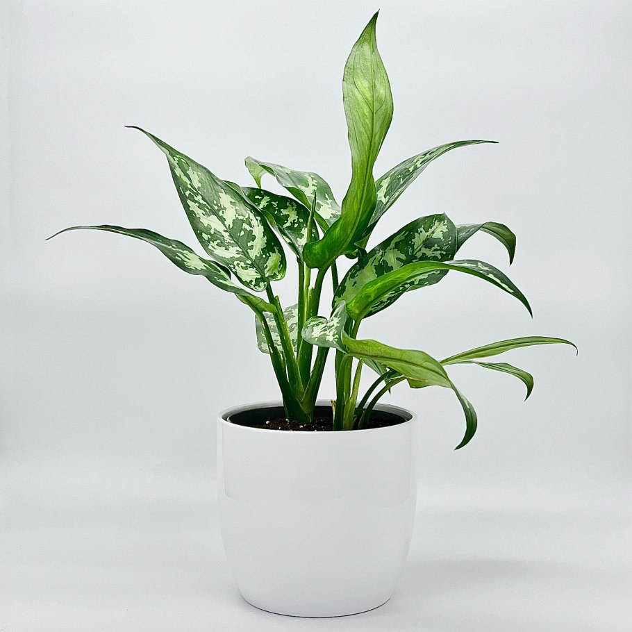 Аглаонема ред Валентина