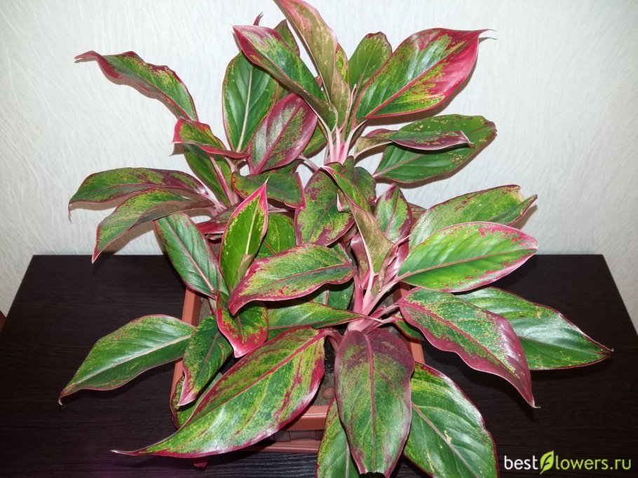 Аглаонема маранта