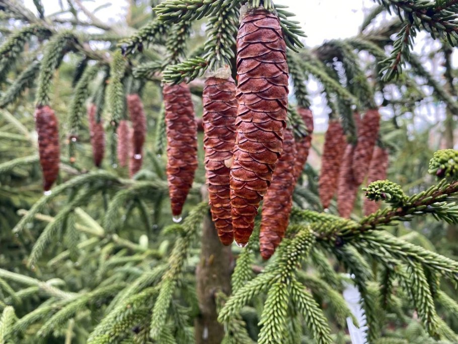 Хвойное растение с рыжей корой это