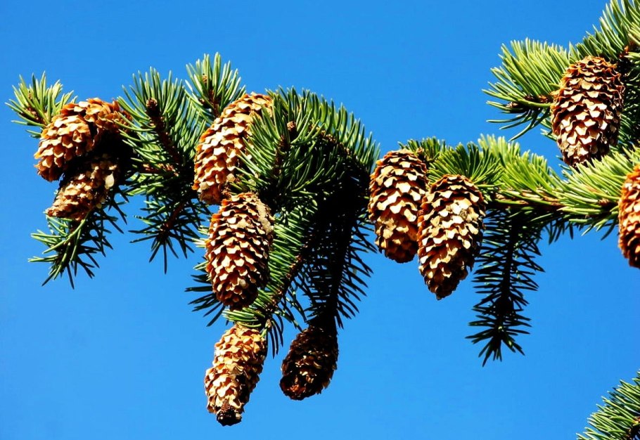 Ель Аянская Picea ajanensis