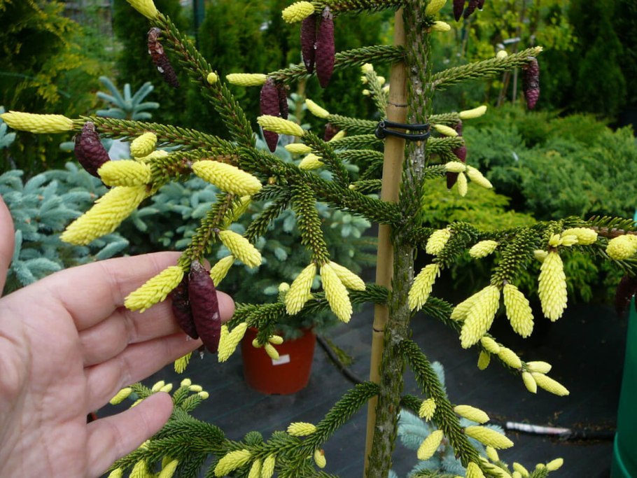 Ель Восточная (Picea orientalis)