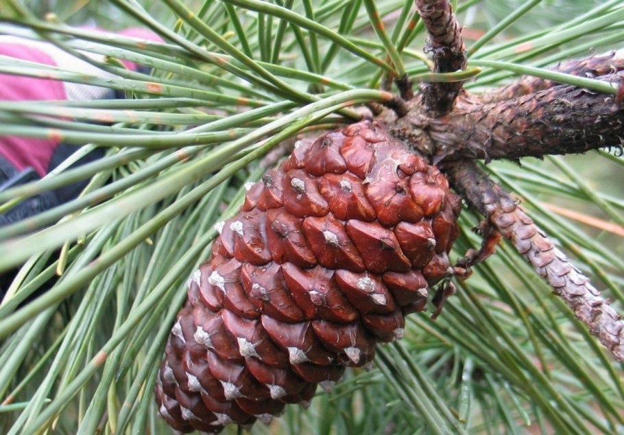Сосна Пиния шишки семена