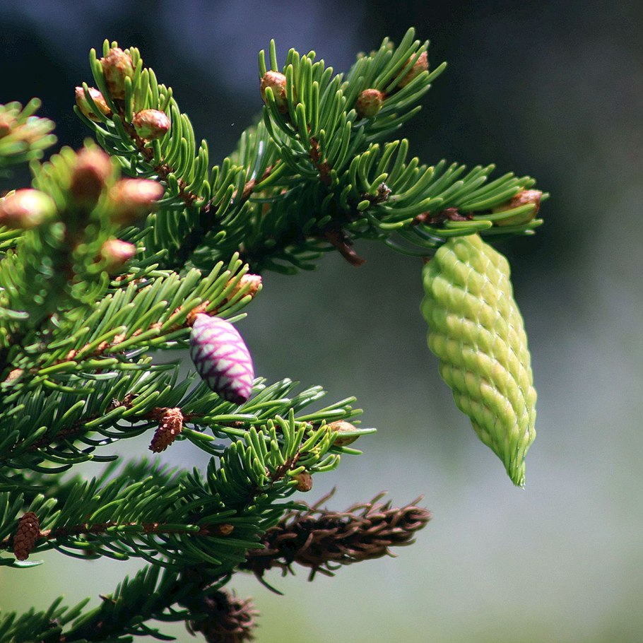 Ель Восточная шишки