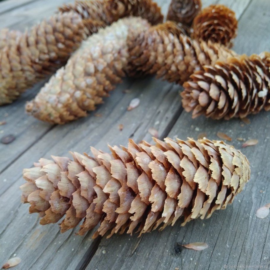 Пихта Сибирская Элеганс