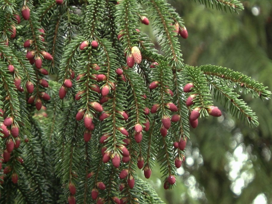 Ель Восточная (Picea orientalis)