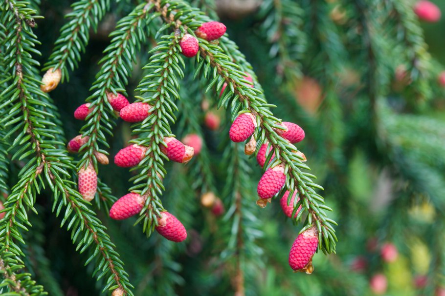 Picea Abies Ботанические иллюстрации