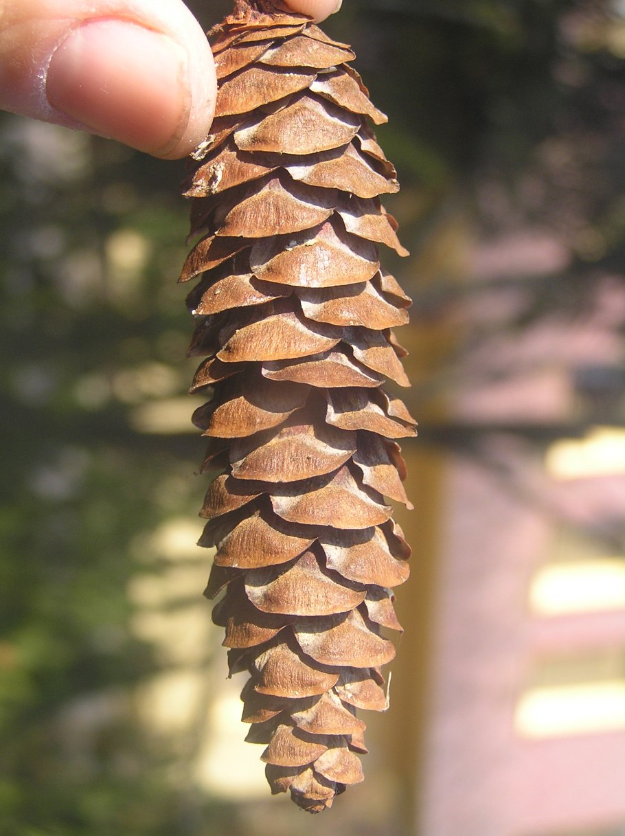 Псевдотсуга Мензиса цветет