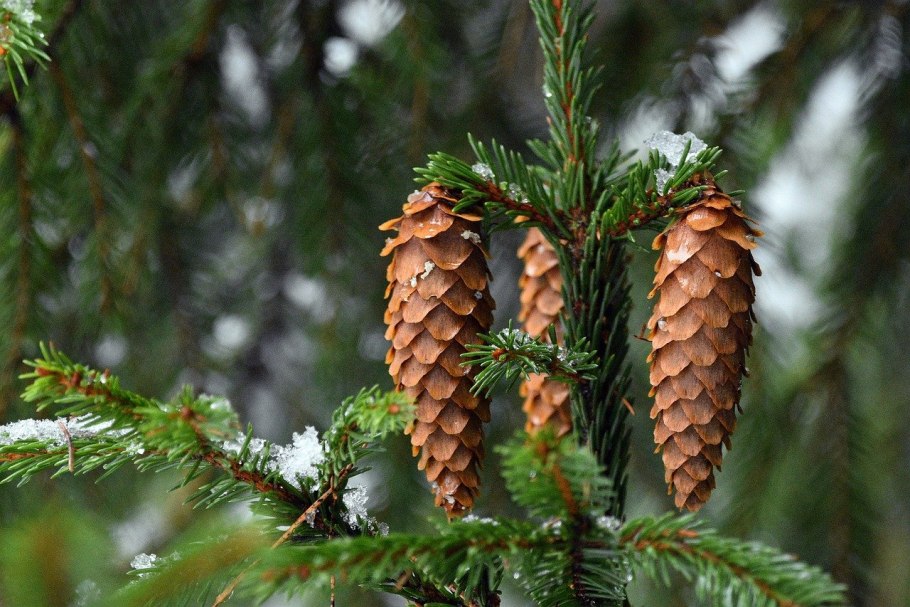 Ель Orient. Aurea